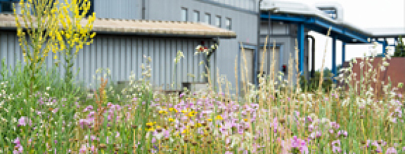 Foto von Blumen und Pflanzen