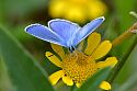 Schmetterling auf einer Blume